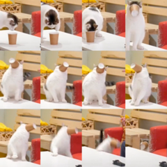 Срочные новости: котик застрял в кофейном стаканчике! Как обычное интервью стало вирусным интернет-мемом