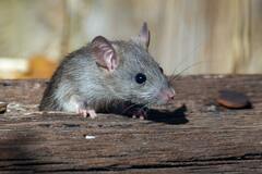 Учёные излечили крыс-алкоголиков