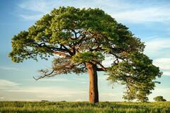 Существуют ли деревья с научной точки зрения