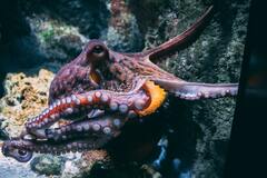 Обнаружено удивительное сходство мозга человека и осьминога