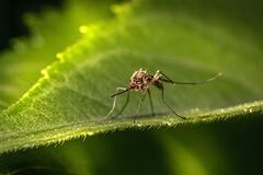 Какие болезни делают человека привлекательнее для комаров