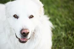 Исследование: собаки действительно могут «видеть» носом