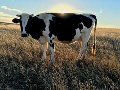 Учёные заставили коров давать больше молока в жару