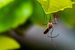 Учёные нашли способ сделать малярийных комаров безопаснее