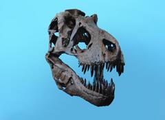 Учёные: тираннозавр был умнее, чем мы думали
