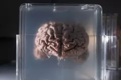 В каком возрасте человеческий мозг становится менее эффективным