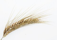 Российские учёные получили новый сорт устойчивой пшеницы