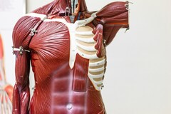 В России сделали сайт для изучения анатомии человека медиками