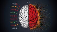 Стресс в 20 лет ухудшил когнитивные способности к 40 годам