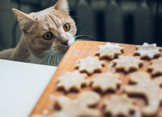 Раскрыто, что можно давать кошке из человеческой еды