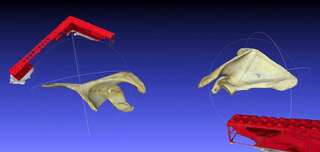 Ученые создали точные 3D-модели человеческих костей