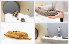 В НГУ впервые в России томографировали бивни мамонтов