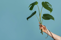 «Умные» теплицы вернут сельское хозяйство внутрь городов