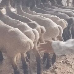 Китайцы начали снимать стресс через поглаживание овечьих попок. Кринж или едем к овцам?