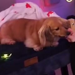 Стримерша сделала свою собаку саппортом в Marvel Rivals — пес отлично хилит за вкусняшки