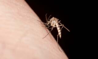 Биологи доказали, что некоторые люди реально пахнут вкуснее для комаров