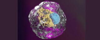 Учёные создали модель человеческого эмбриона из стволовых клеток, культивируемых в лаборатории