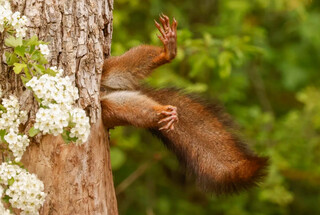 Объявлены победители премии Comedy Wildlife Photography Awards 2024