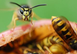 В августе на людей часто нападают пьяные осы. Как от них спастись?