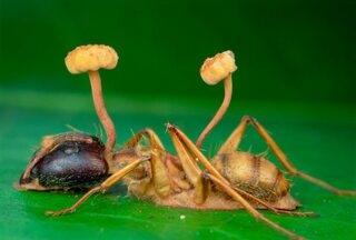 Между муравьями и грибками идет борьба за выживание — как это может коснуться людей