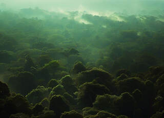 Секрет амазонской «темной земли» может помочь ускорить восстановление лесов по всему миру