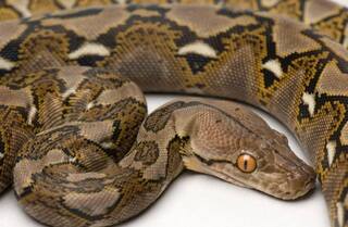 Самая длинная змея в мире — анаконда или сетчатый питон?