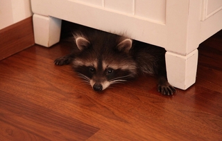 Почему мы не можем одомашнить любое дикое животное?