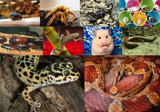 10 экзотических питомцев, которые спокойно живут даже в маленькой квартире