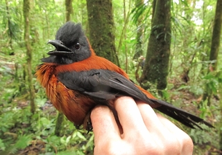 Какие динозавры были ядовитыми?