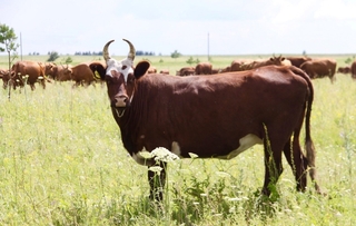 Чем мраморная говядина отличается от обычной и сколько она стоит