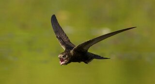 Как долго могут летать птицы без посадки?