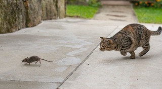 На каких животных охотятся кошки: список, который удивил даже ученых