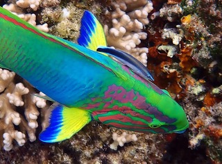 Крохотная рыбка прошла тест и оказалась такой же умной, как обезьяны