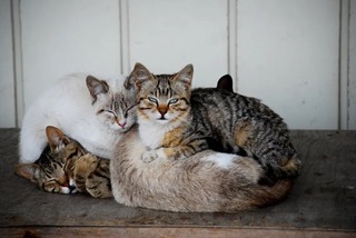 Мурлычут ли кошки только для людей или для других кошек тоже?