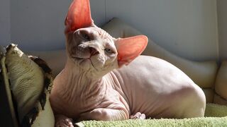 Почему сфинксы и скоттиш-фолды под запретом в Нидерландах с 2026 года