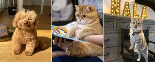 Почему реклама с животными работает лучше, чем с людьми: что показало исследование