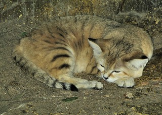 Барханный кот: единственный в мире, который лает как собака
