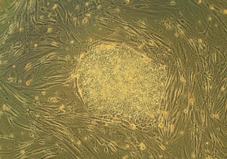 Почему ученые до сих пор не клонировали человека