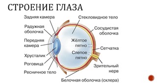 Может ли у человека вытечь глаз: разбираем миф простыми словами