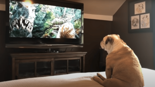 Учёные выяснили, что больше всего любят смотреть собаки. Ответ оказался неожиданным