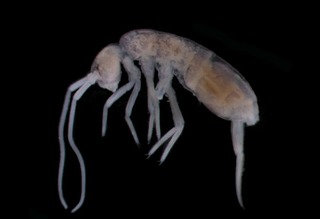 Найдено животное, которому не нужен свет и кислород (почти)