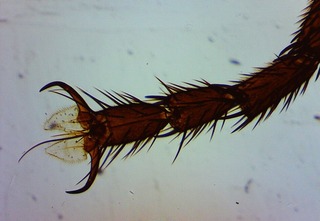 Зачем мухи трут лапки: этому есть стразу три причины