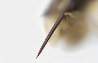 Почему пчела умирает после укуса, а оса нет?