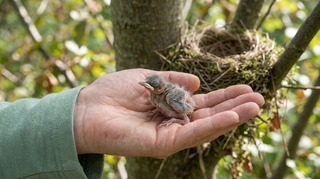 4 главных мифа о птицах: можно ли трогать птенцов, вешать кормушки и давать им рис