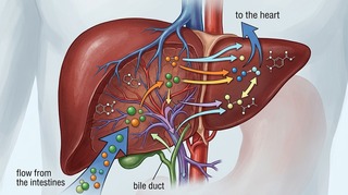 Сколько шоколада на самом деле нужно съесть, чтобы умереть