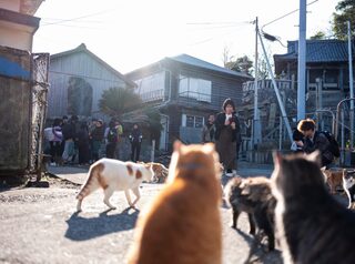 Остров кошек в Японии: Аосима, где кошек больше людей