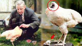 Курица без головы: сколько живёт и почему бегает дальше