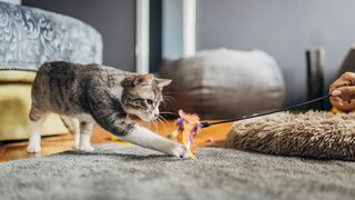 Кошки живут по расписанию. Вот почему его лучше не нарушать