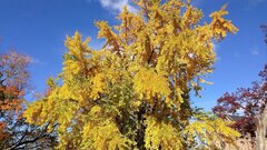 В Узбекистане нашли идеально сохранившееся семя дерева юрского периода