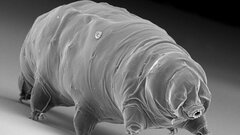 Как выглядит лезвие бритвы под микроскопом (фото)